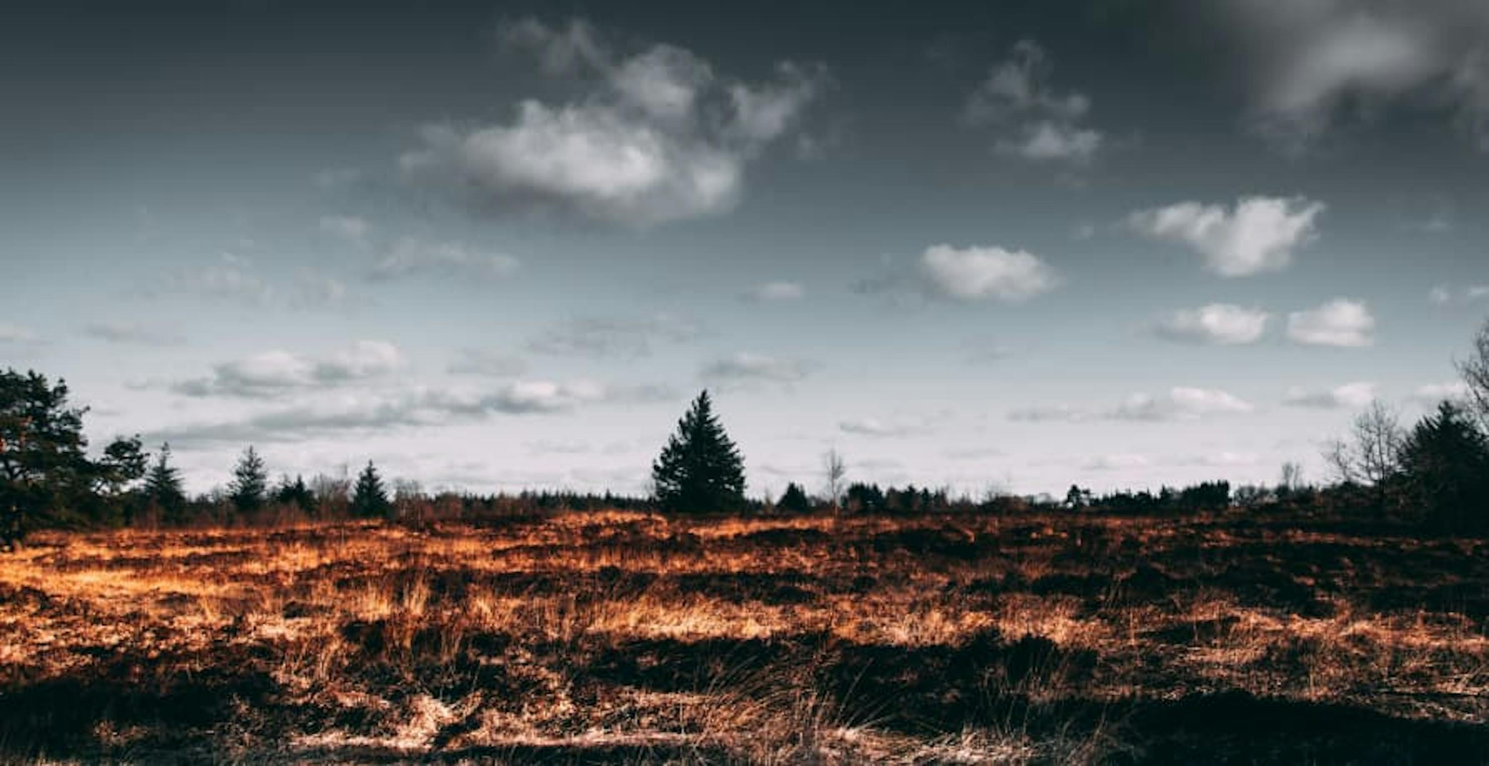 forest fire that has destroyed land