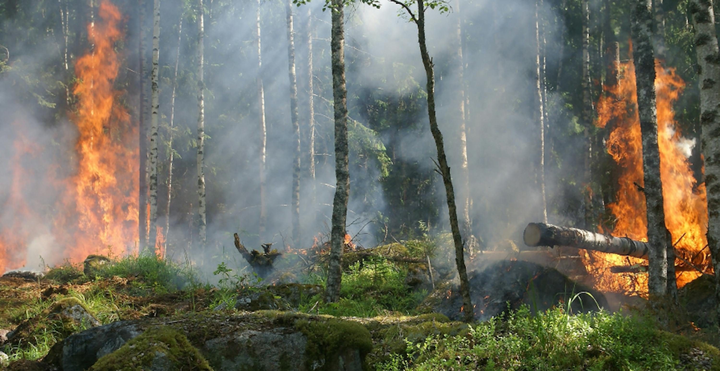 incendie dans une forêt