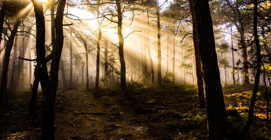 sunlight coming in through woods