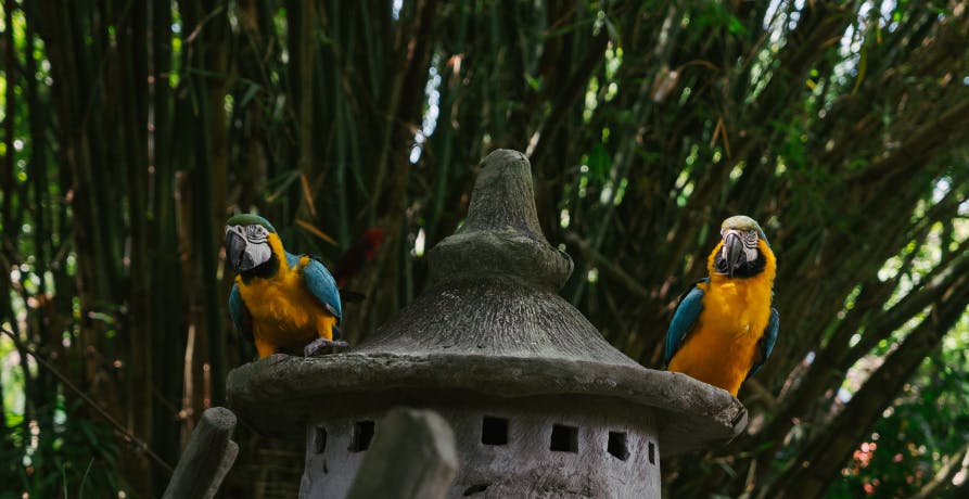 Two parrots