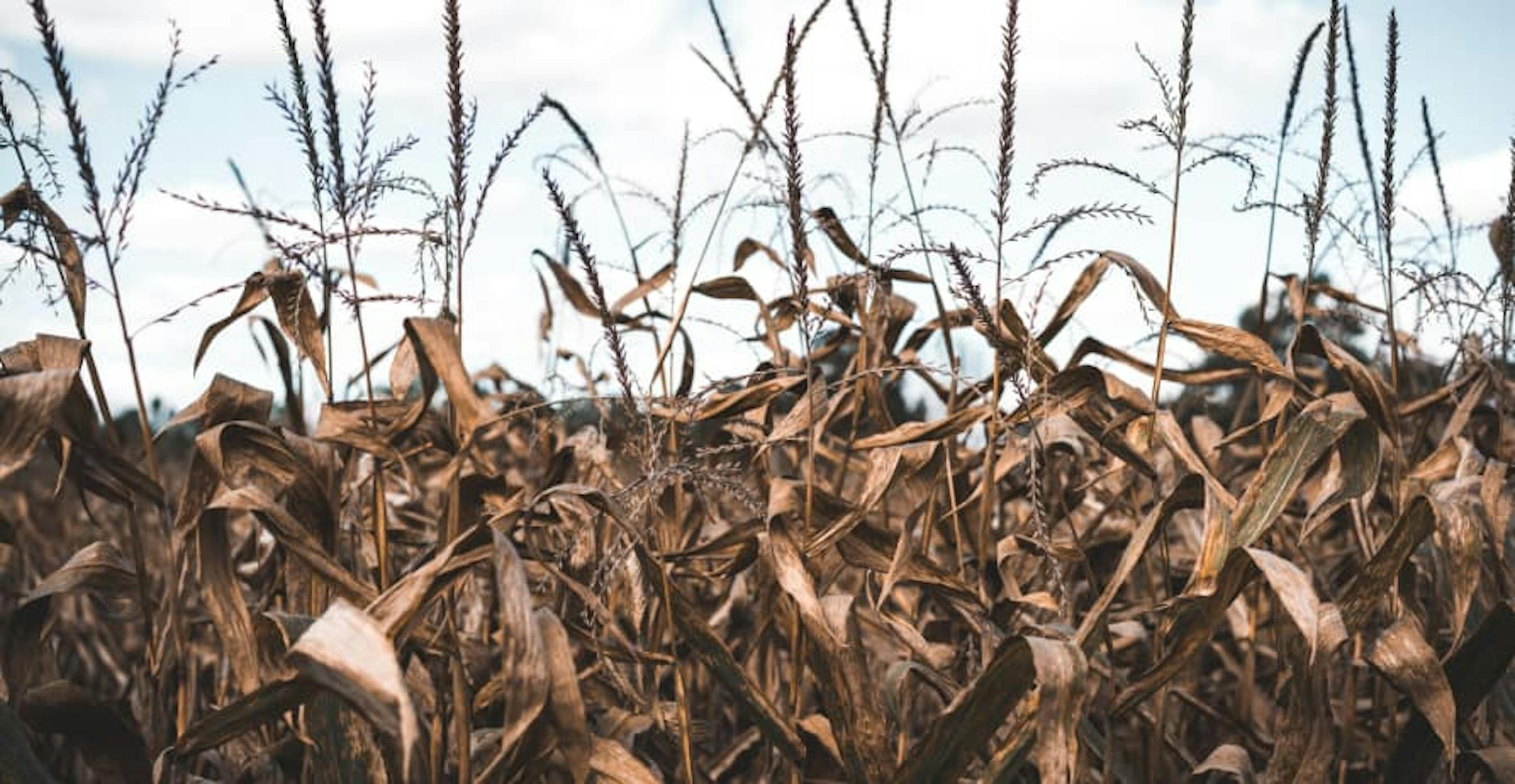 drought conditions