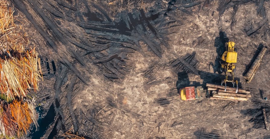 land cleared due to logging