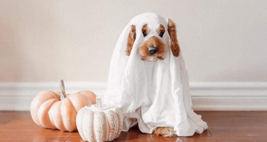 a dog dressed up as a ghost