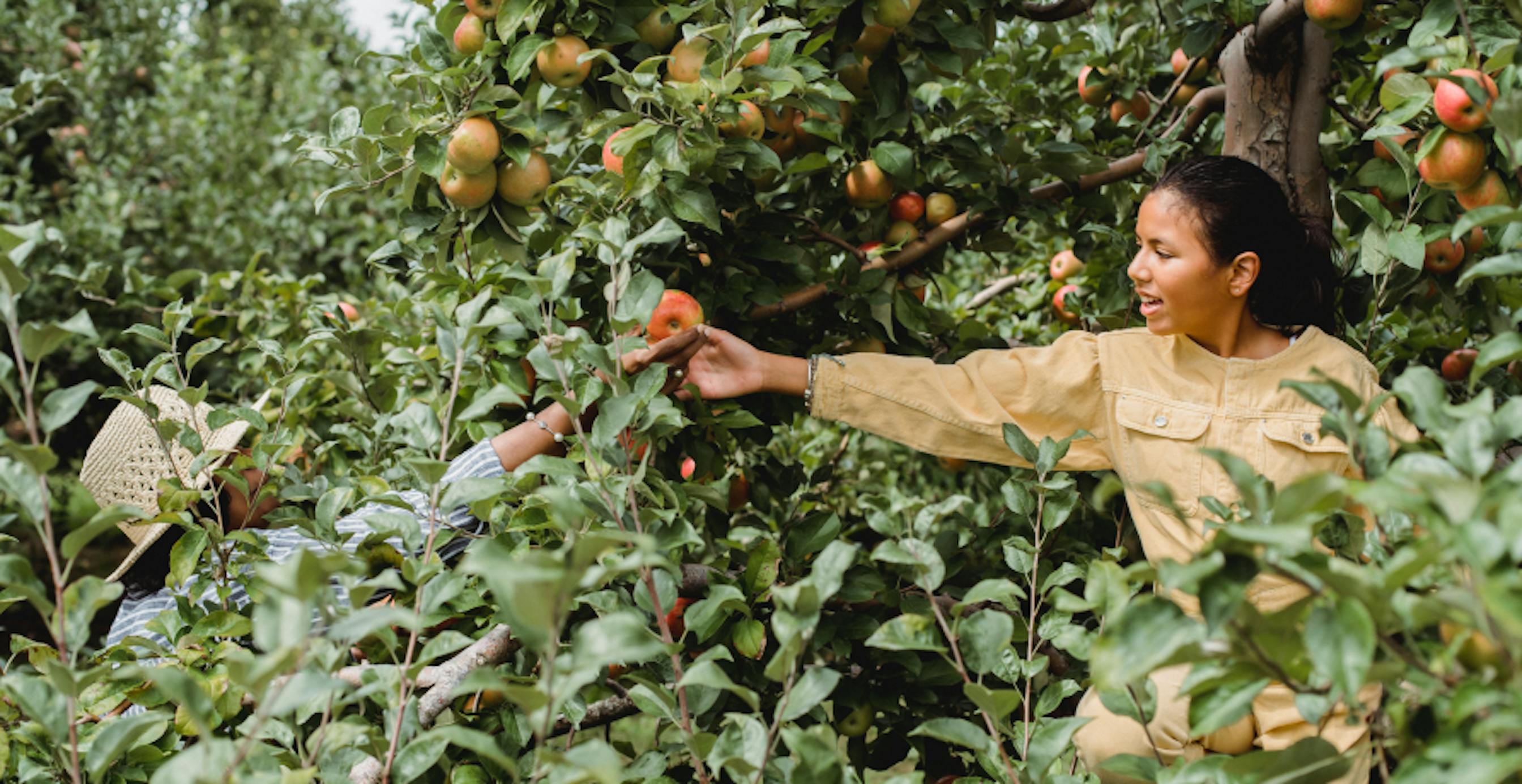 pulling oranges from tree