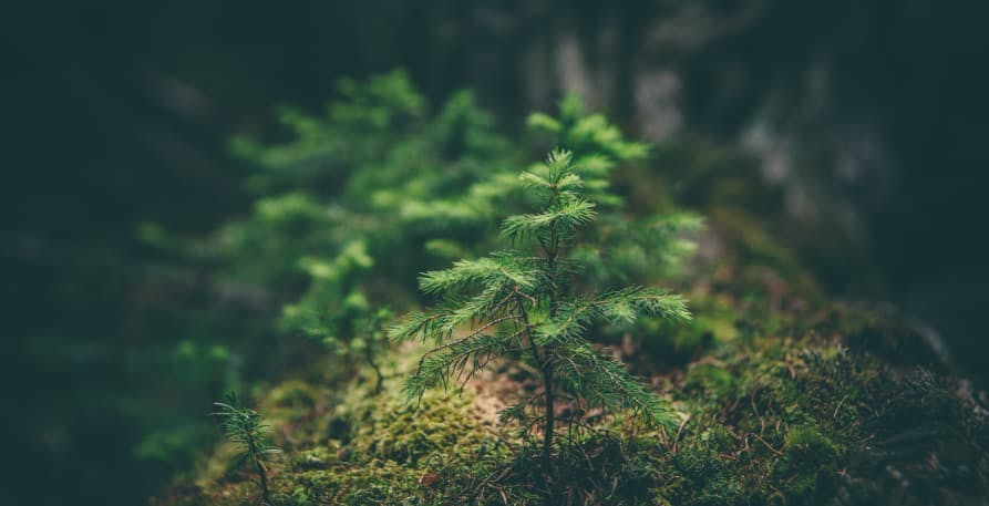 plants in forest