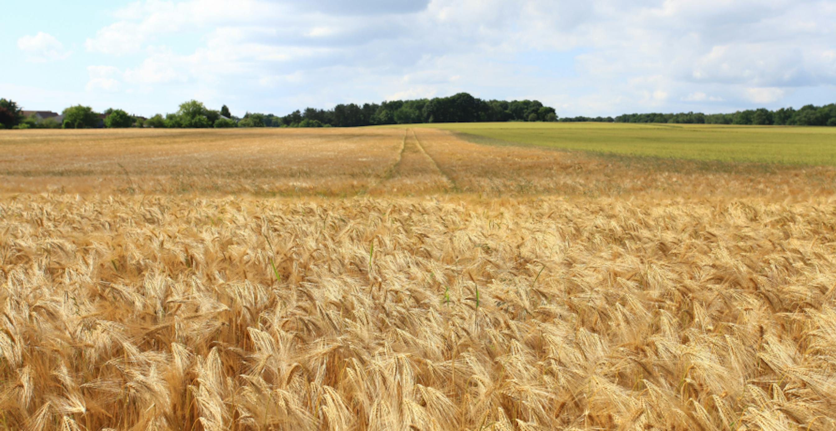 wheat field