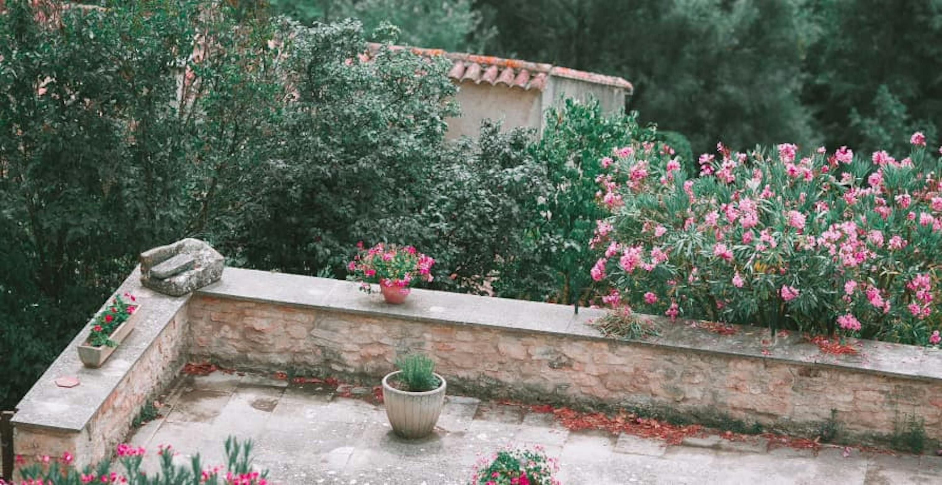 garden with lots of flowers and trees