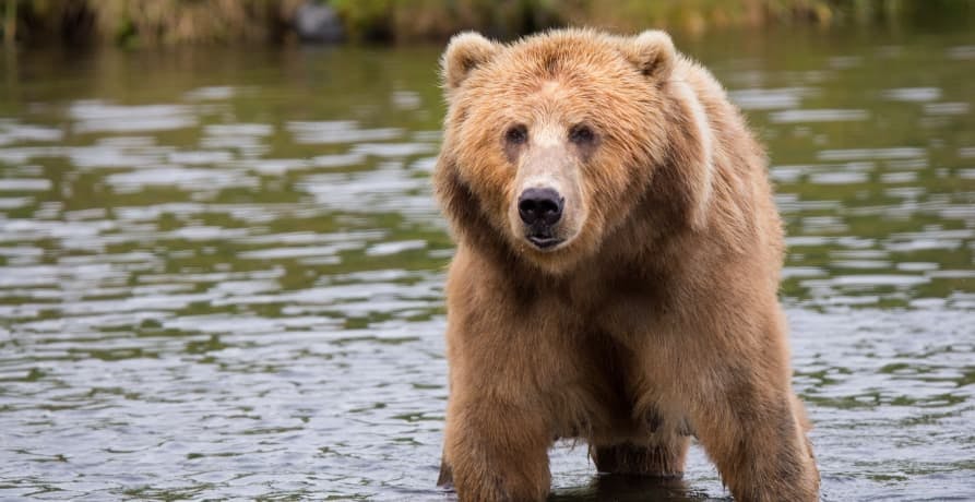 Bear standing in a river