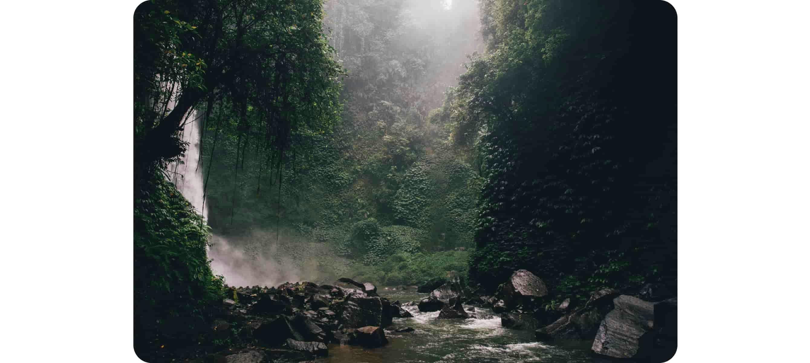 River in the middle of forest