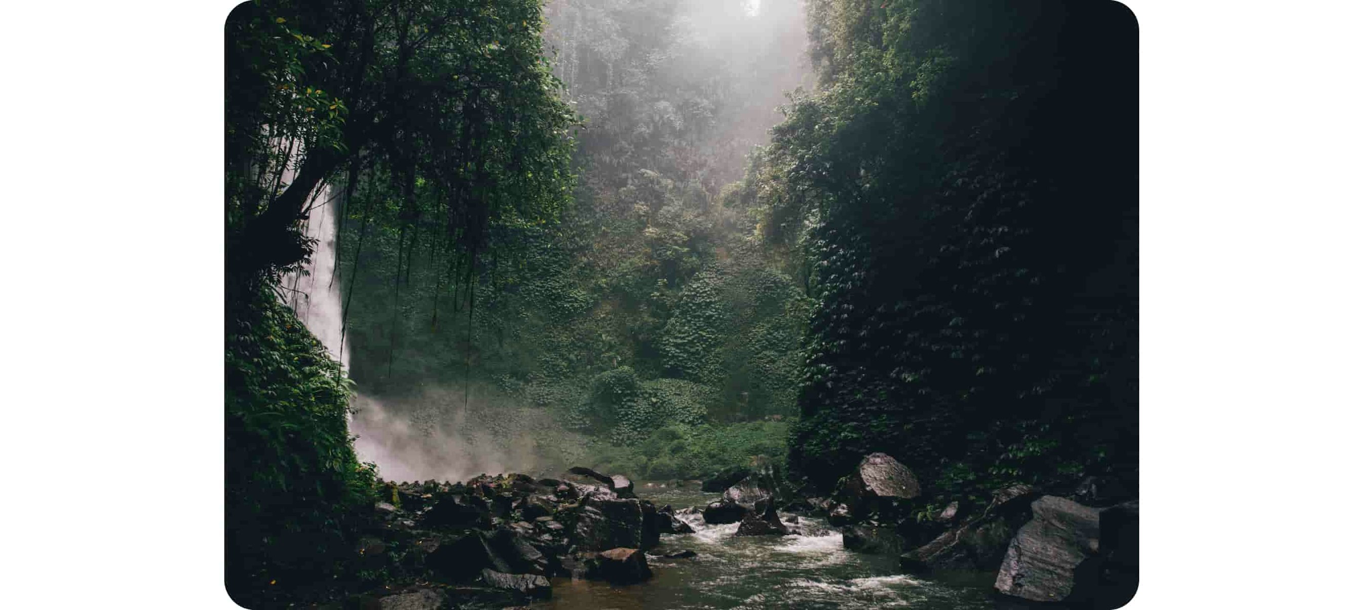 River in the middle of forest