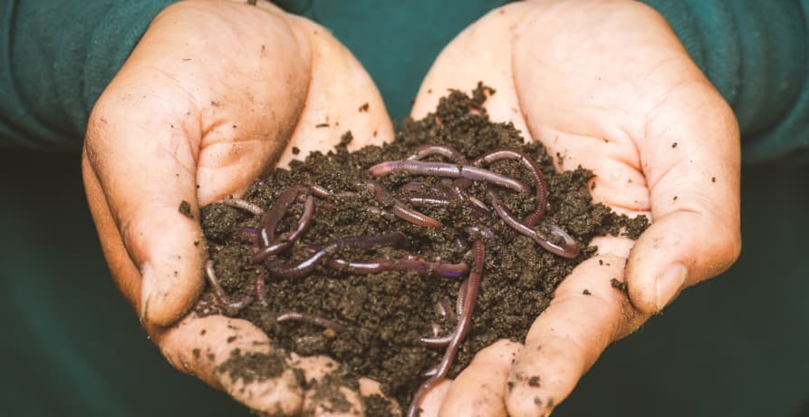 someone holding worms in soil in their hands