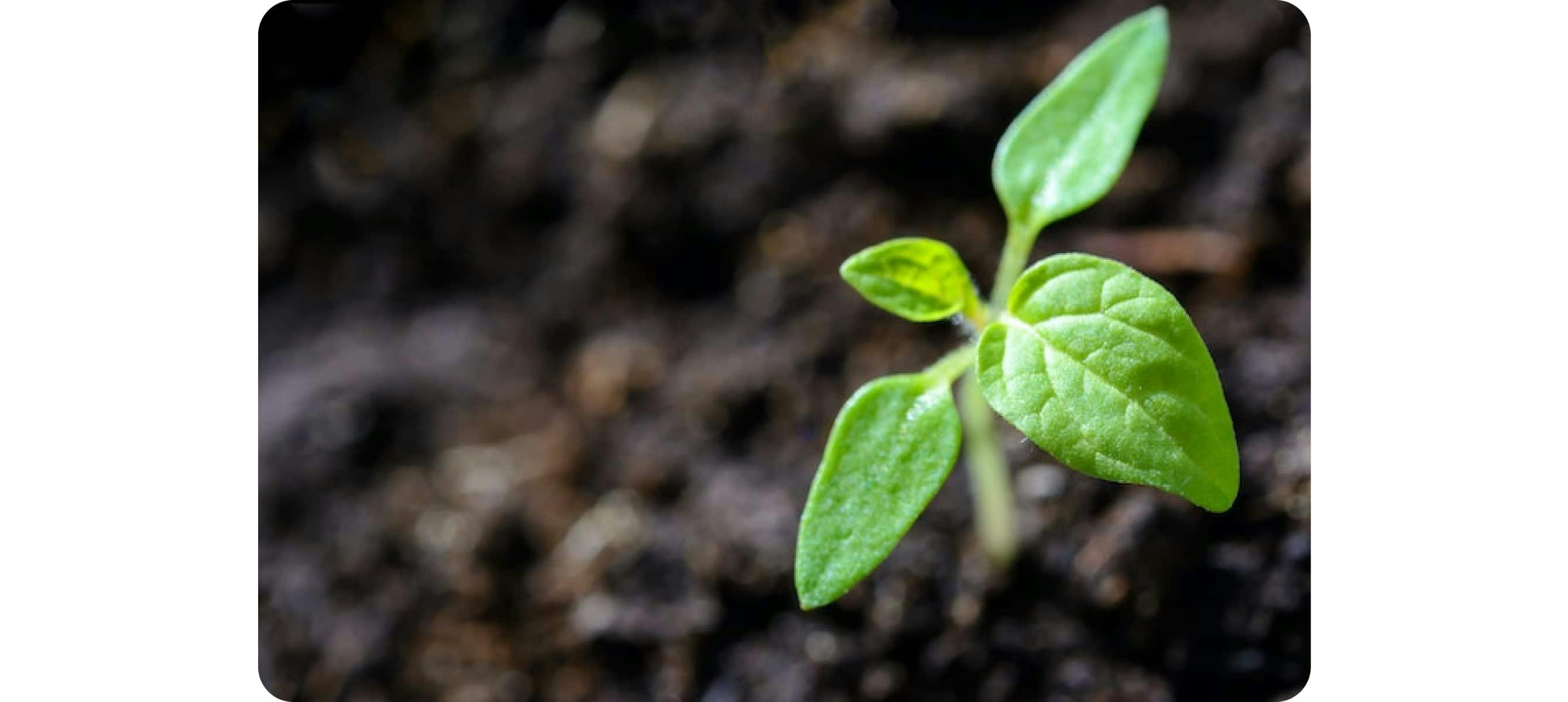 A plant with blur background