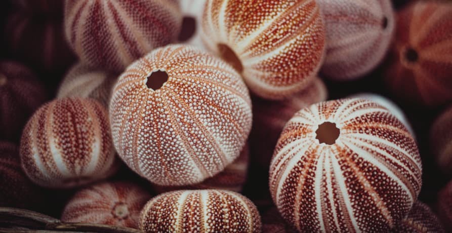 sea urchins