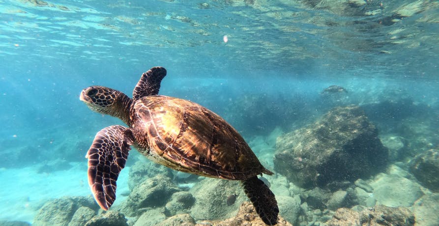 turtle swimming under the sea