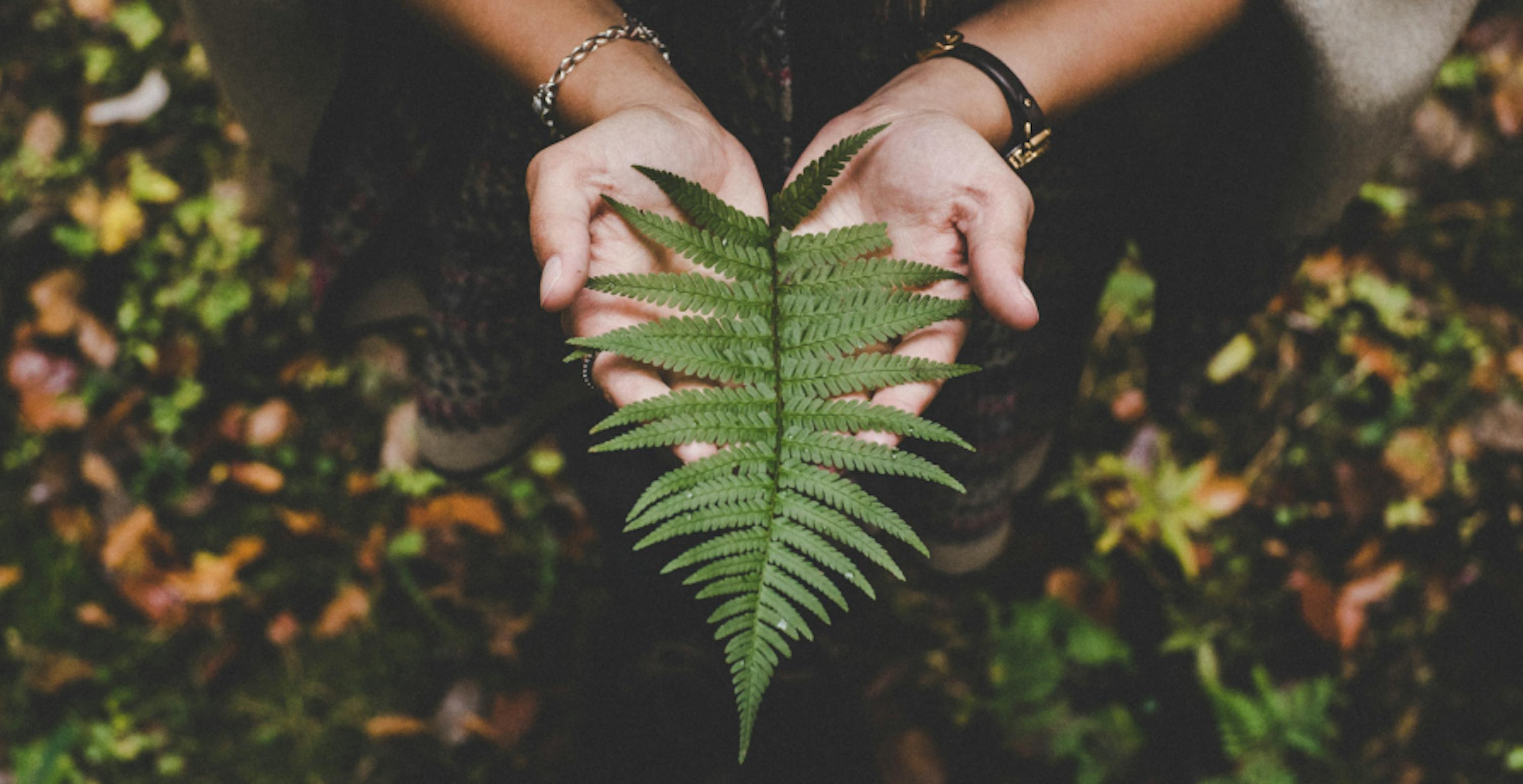 feuille d'arbre posée dans les paumes de main d'une femme