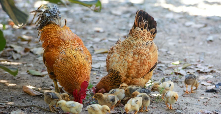 chickens and their chicks