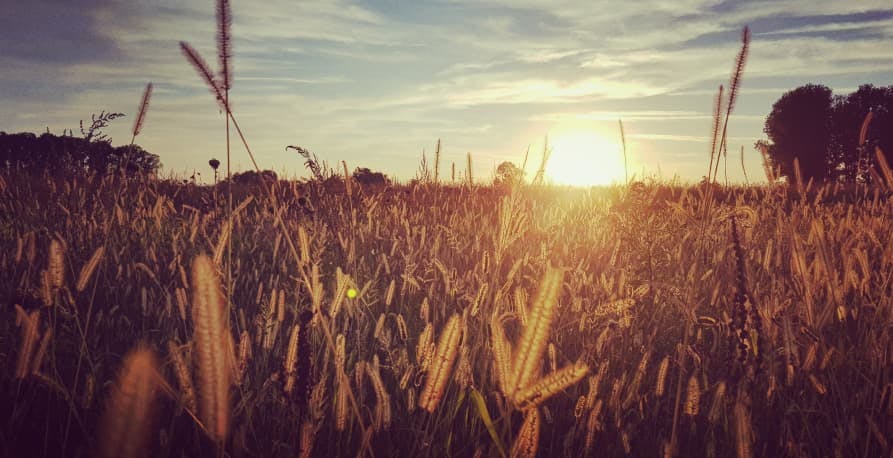 dry crop fields and sun rising