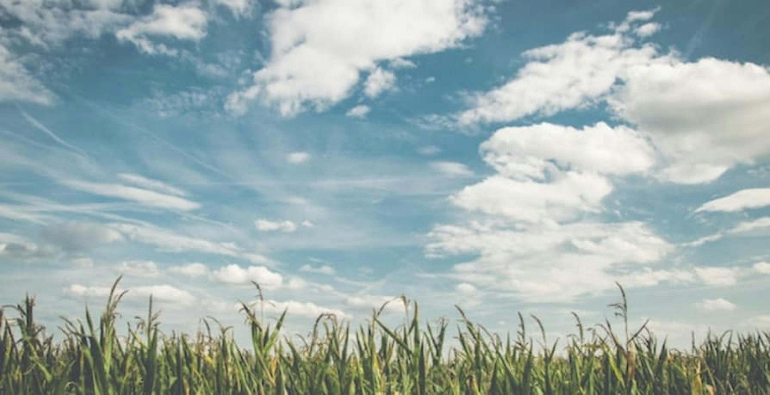 blue partly cloudy skies and crop field