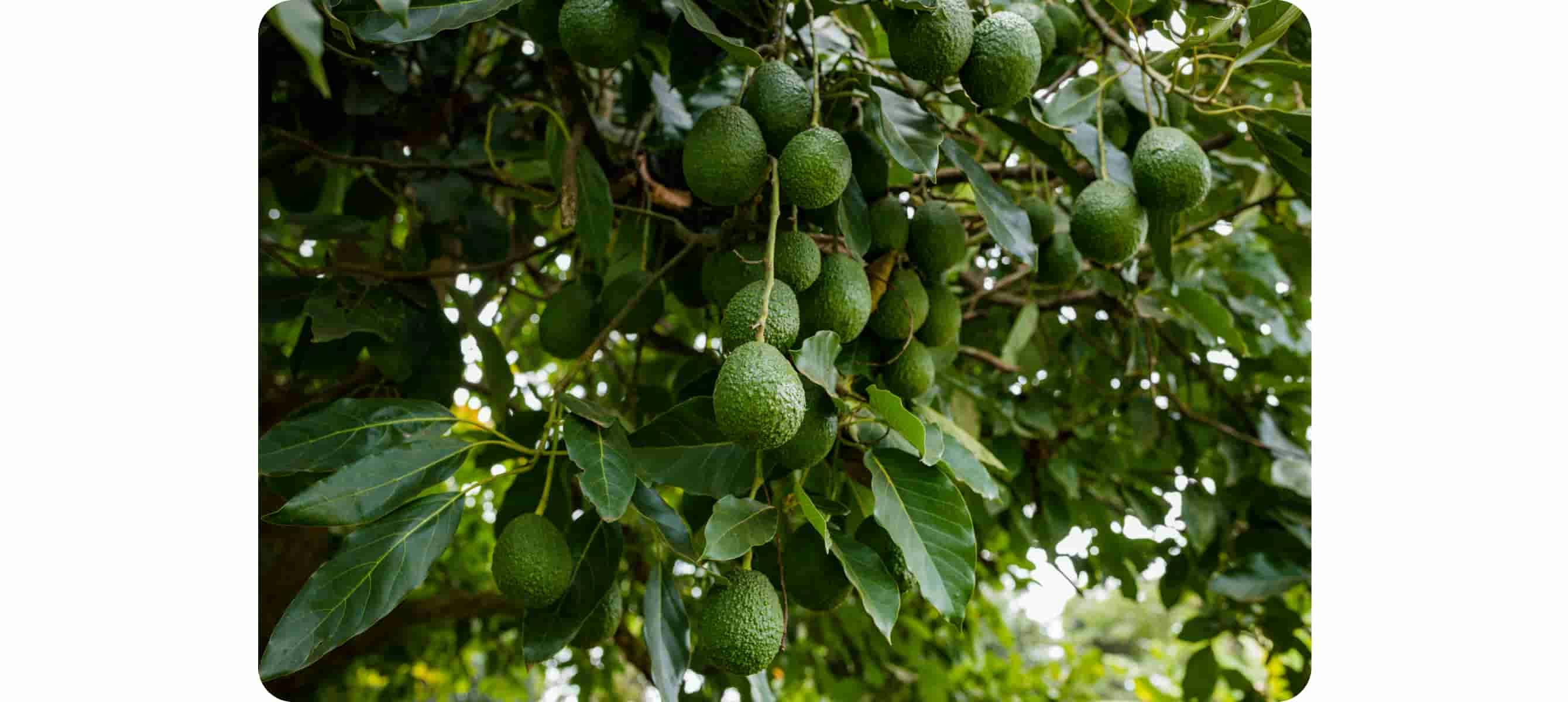 What is the Avocado's Environmental Impact?