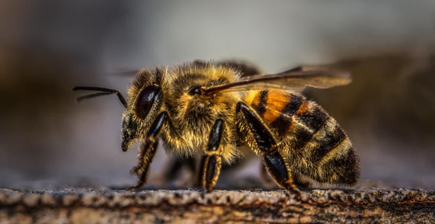 close up shot of a honey bee