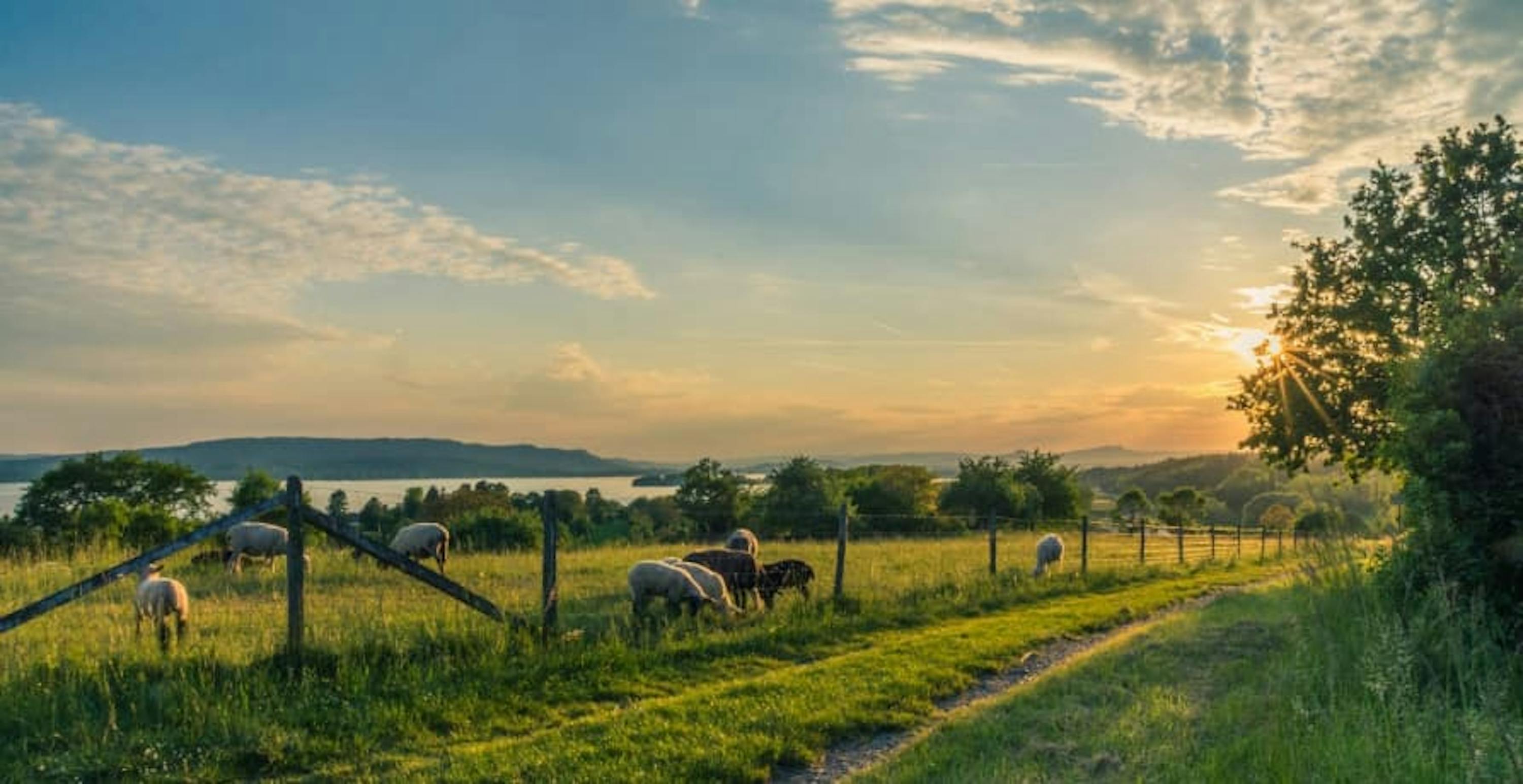 British countryside with fields and farm animals and trees