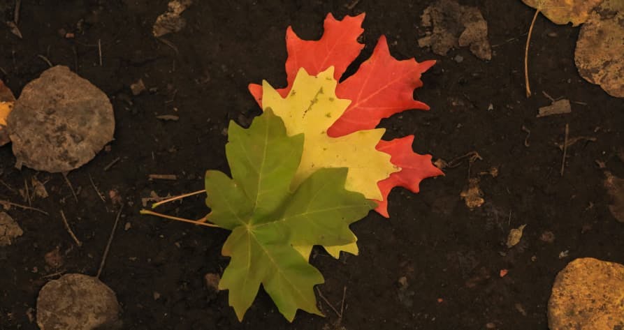leaves changing colors – illustrating "transitions"