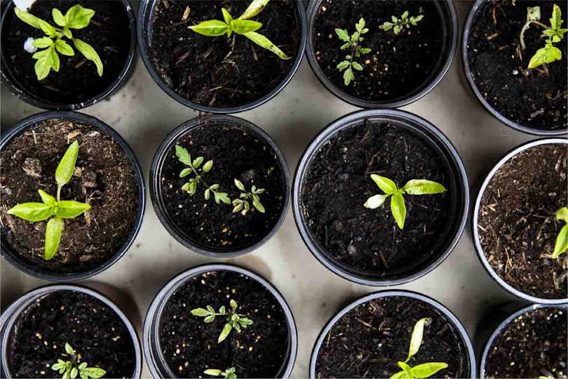 Plantes à feuilles vertes dans des pots en plastique noir