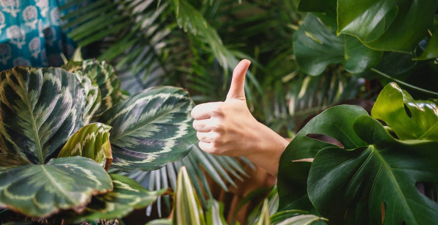 un pouce parmi des plantes vertes