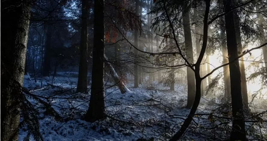 snowy forest with sunlight