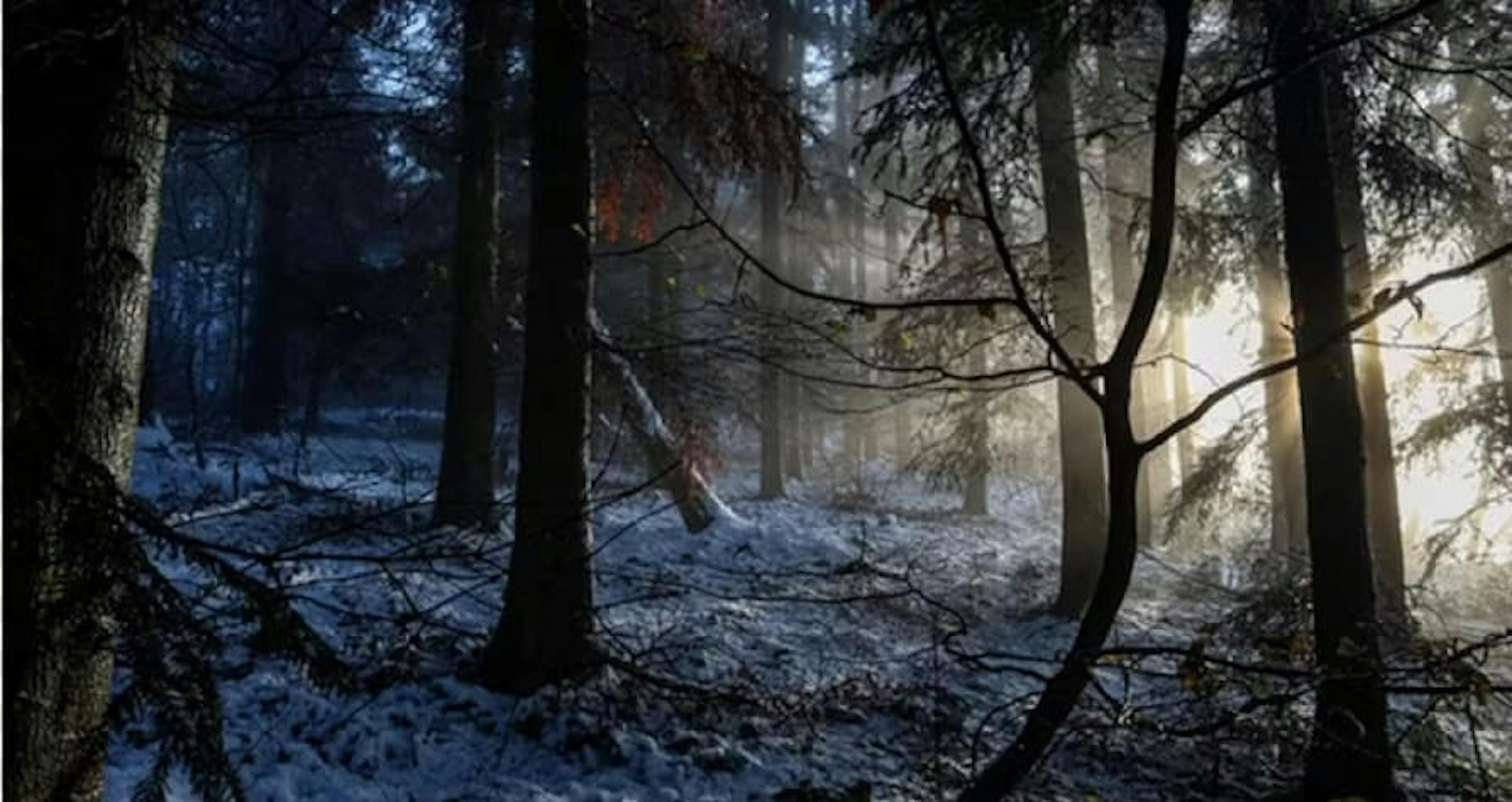 snowy forest with sunlight