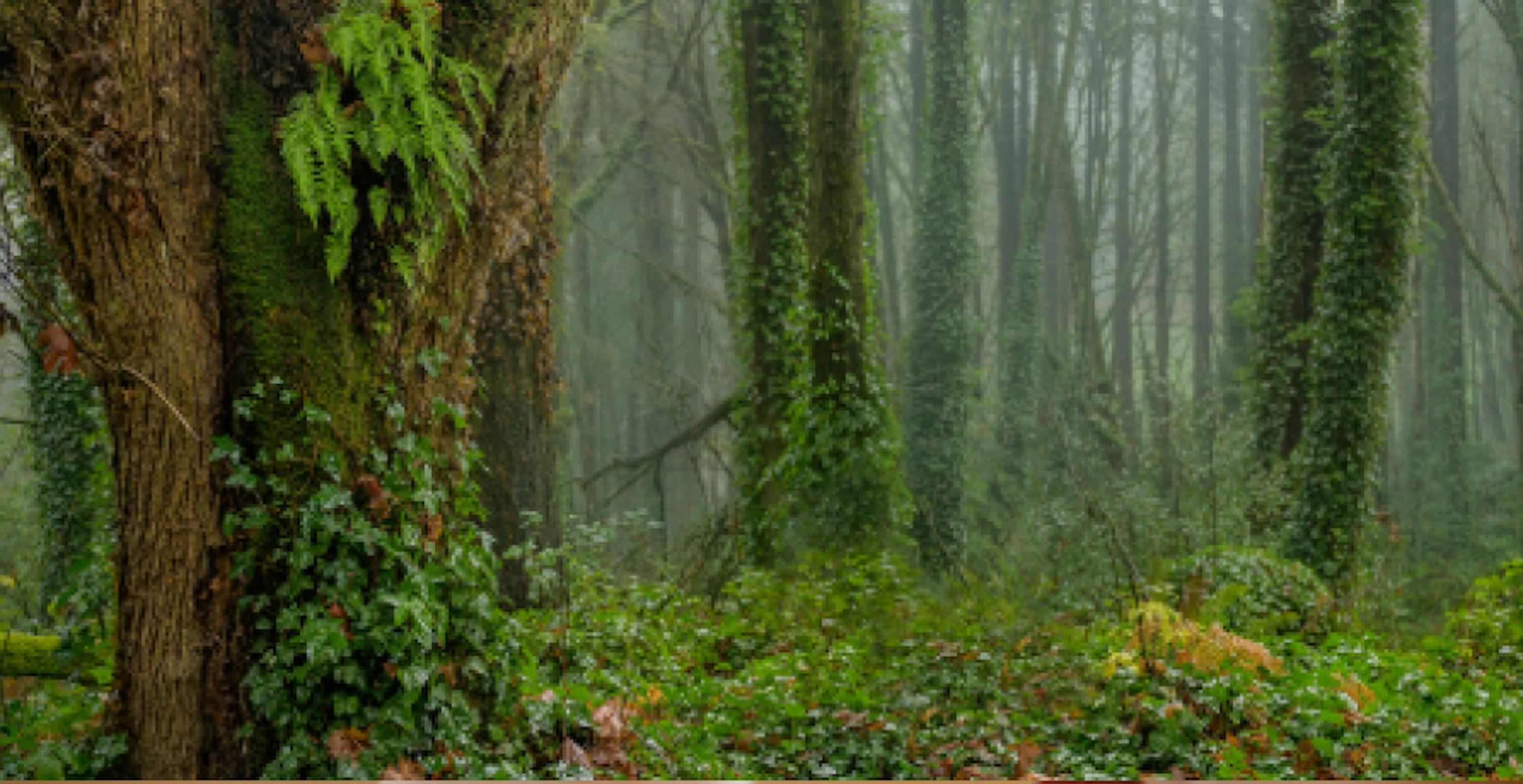 forêt recouverte de végétation verte