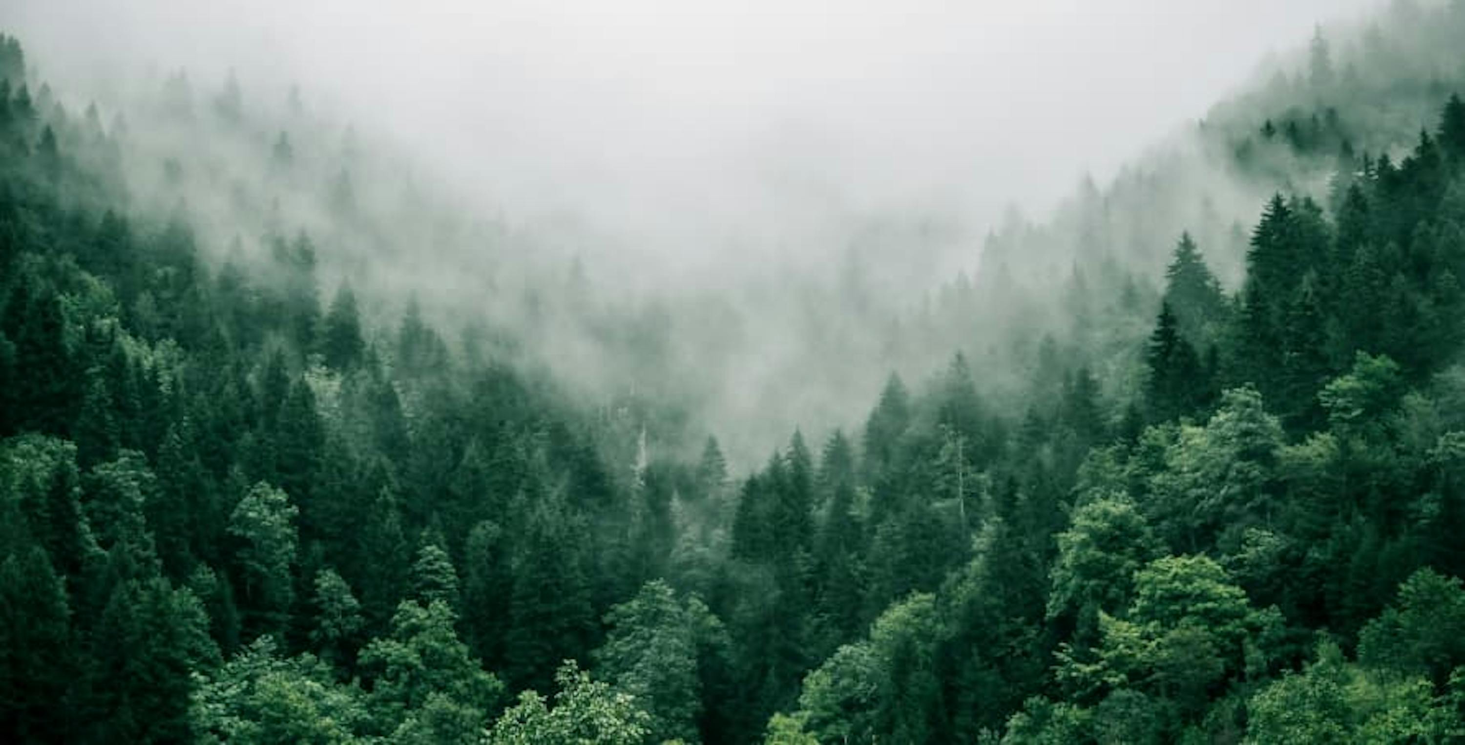 forest in the fog