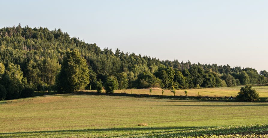 champ et forêt