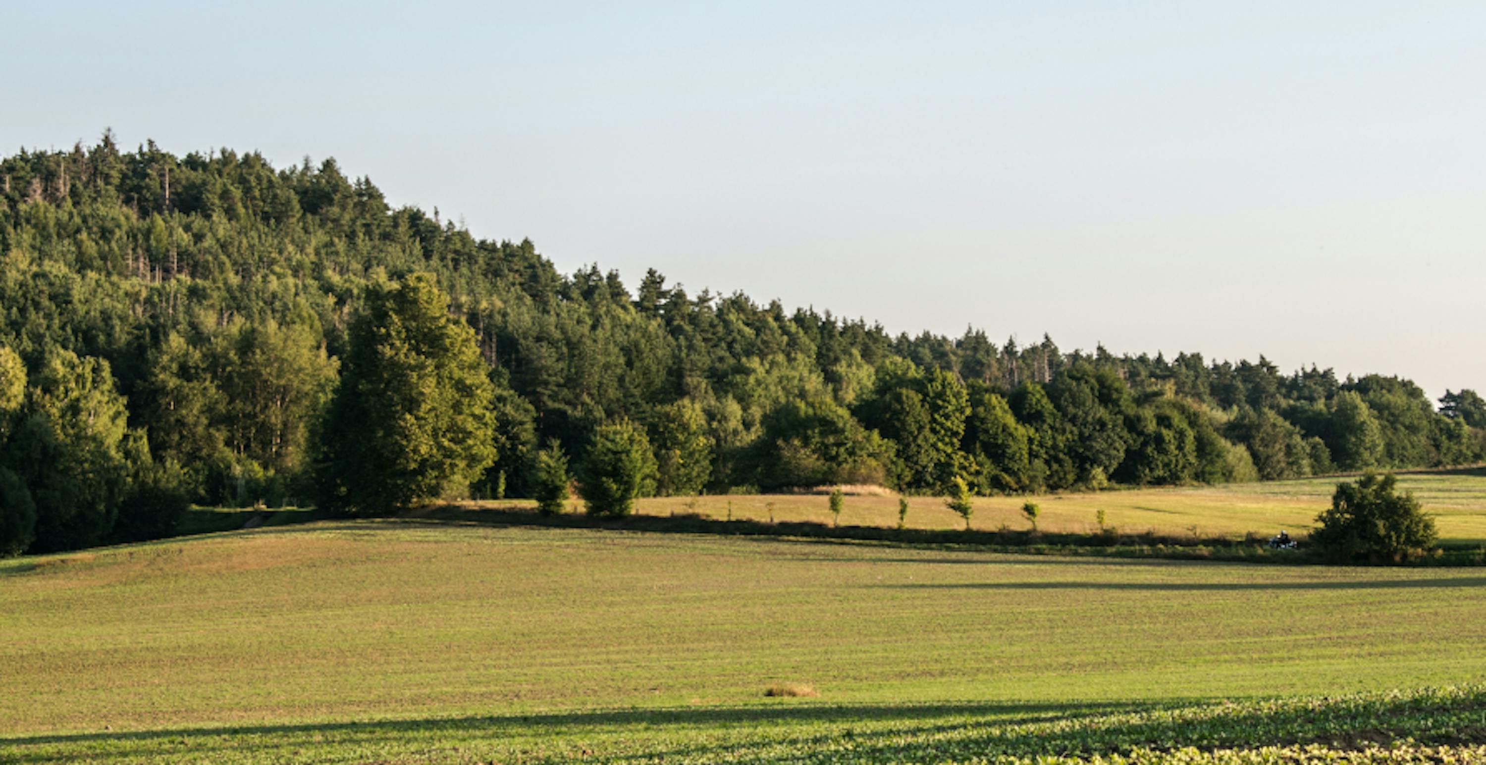 champ et forêt