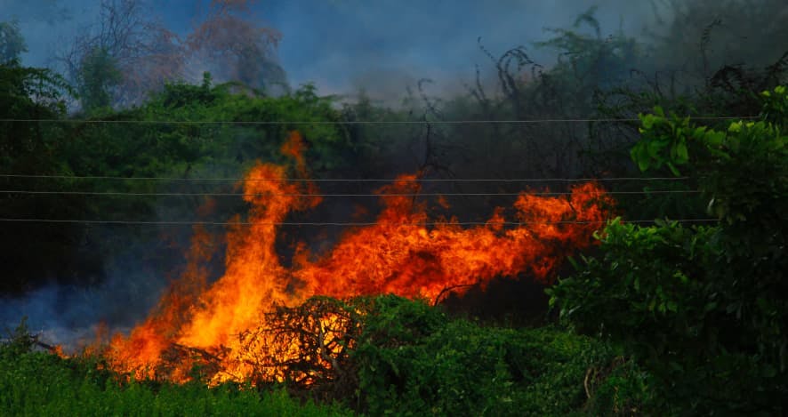 bad forest fire in lush green area