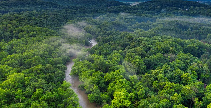 une forêt verdoyante vue du ciel