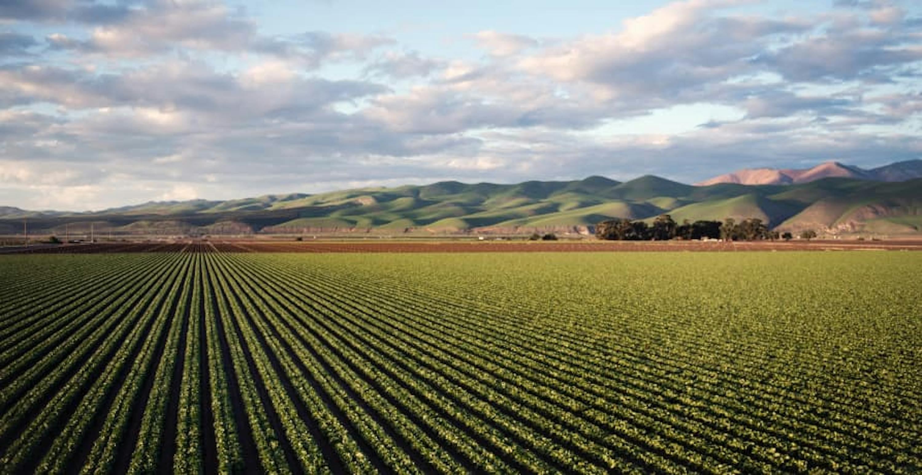 large field with crops growing inside it