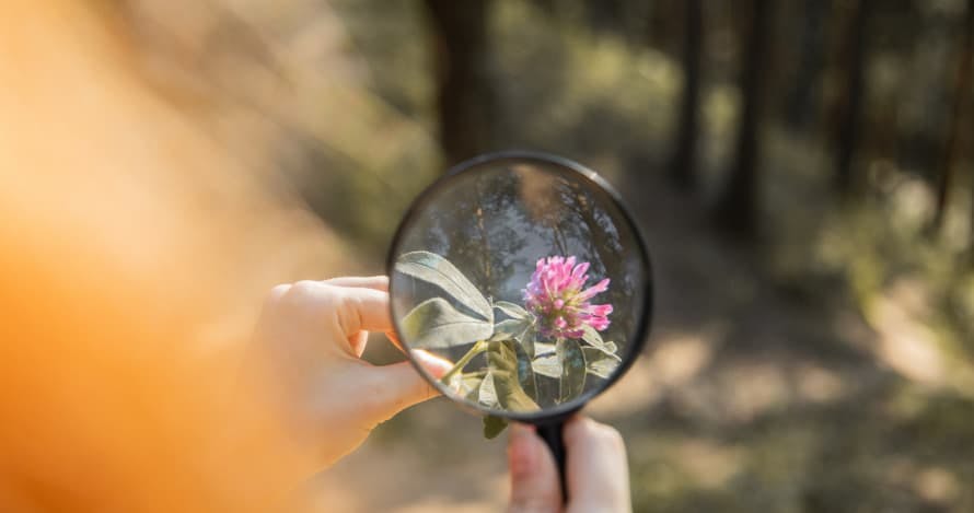 looking through flower with magnifying glass