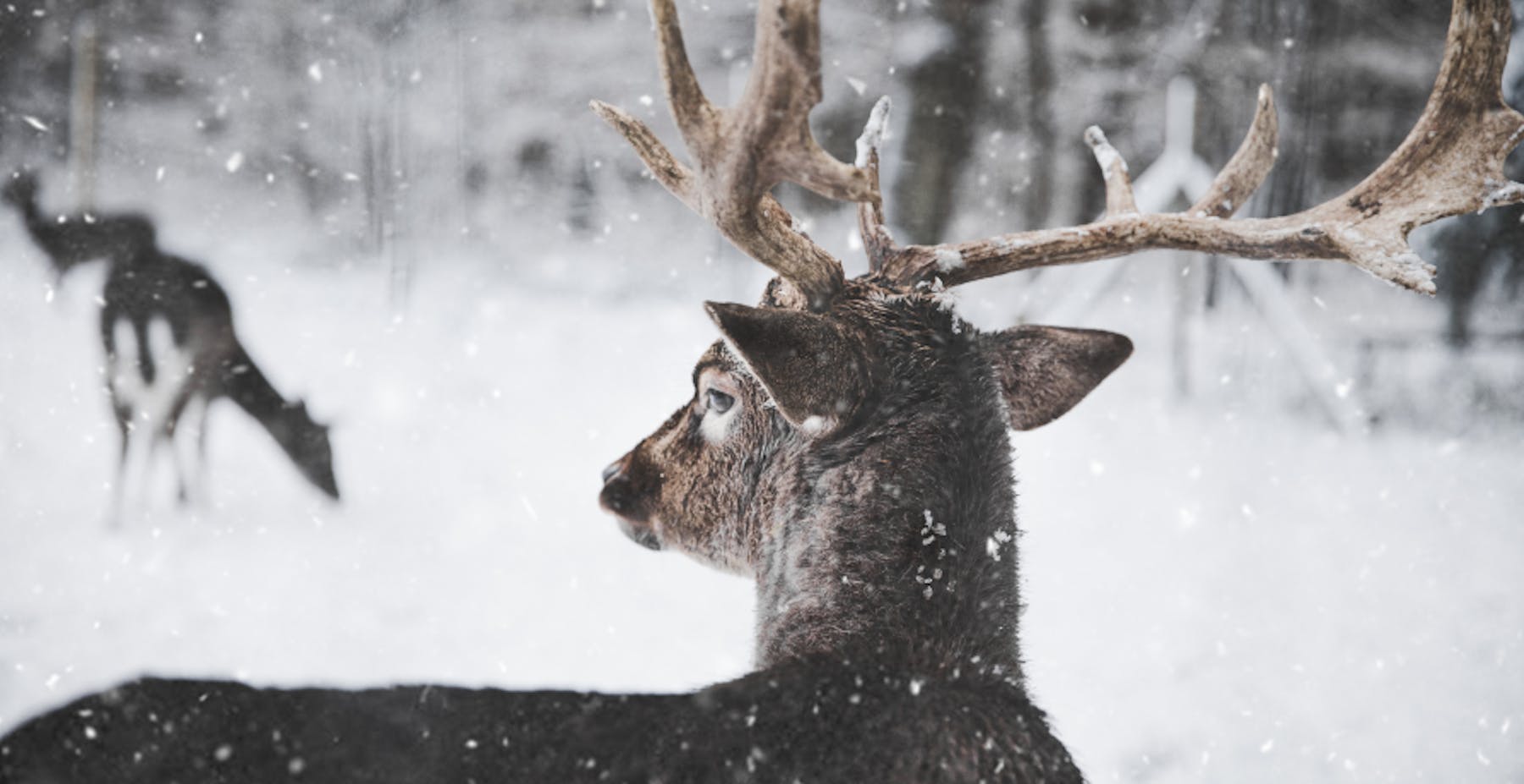 deer in snow 