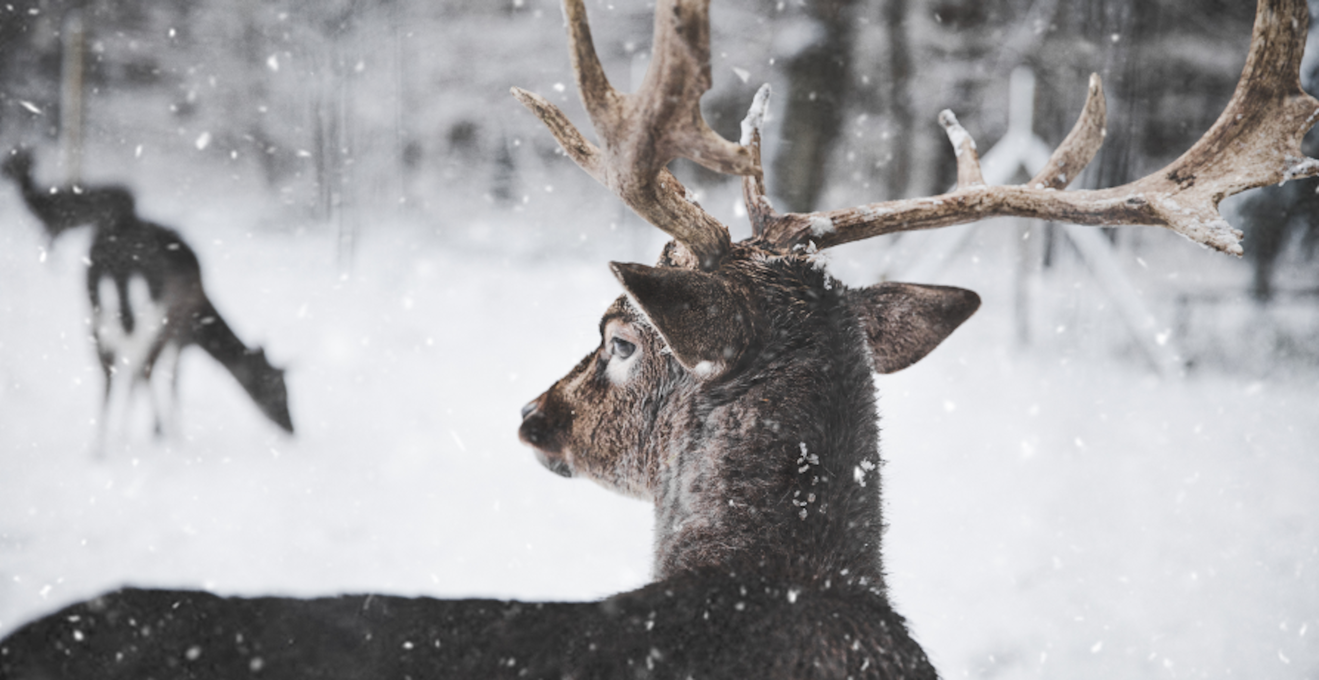 deer in snow