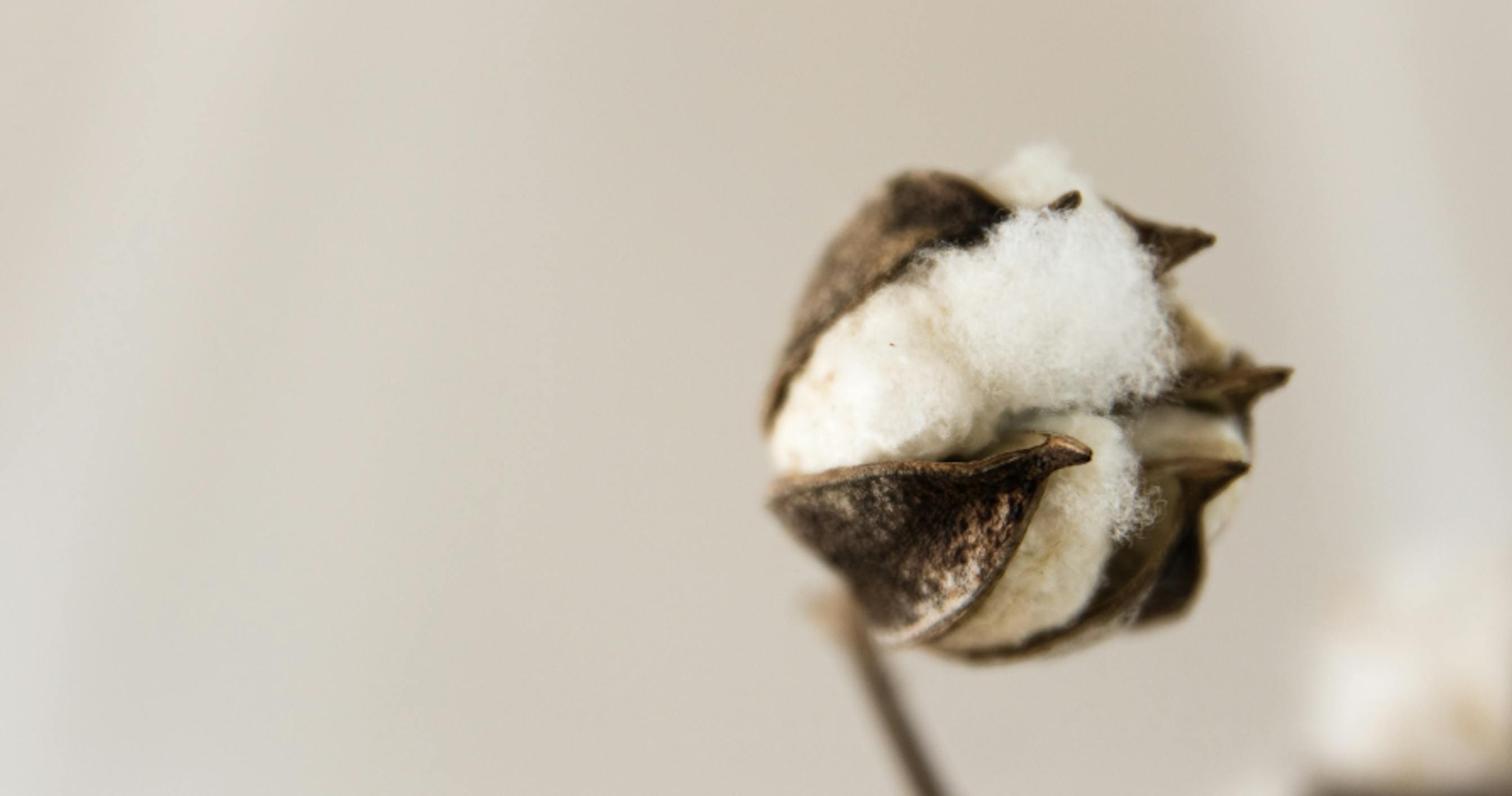 cotton bulb