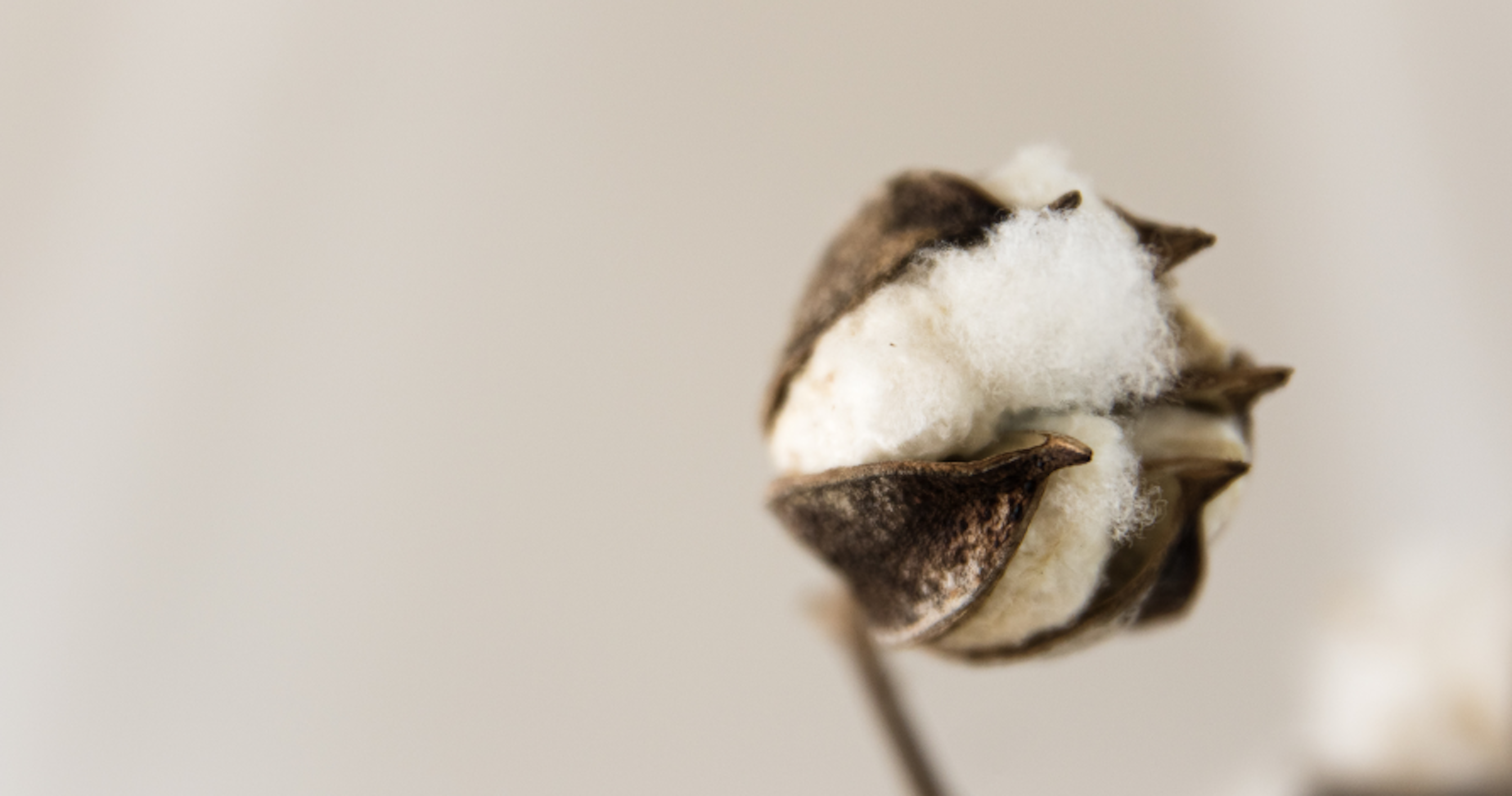 cotton bulb
