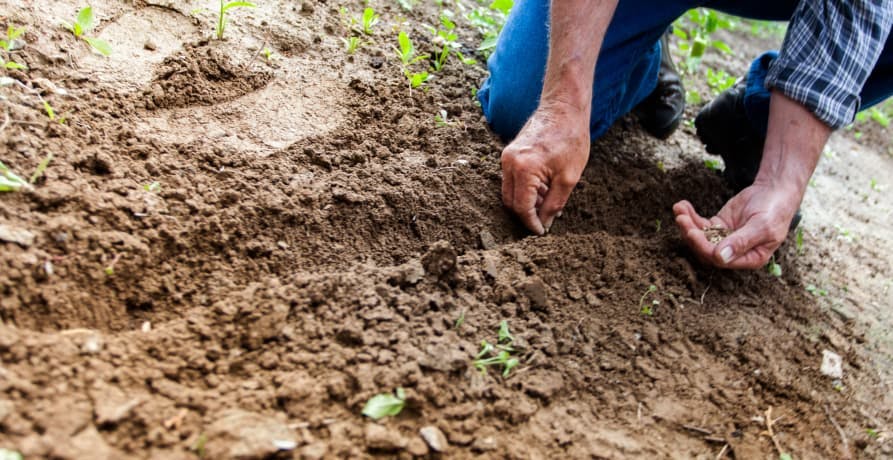 farmer working in soil and planting seeds