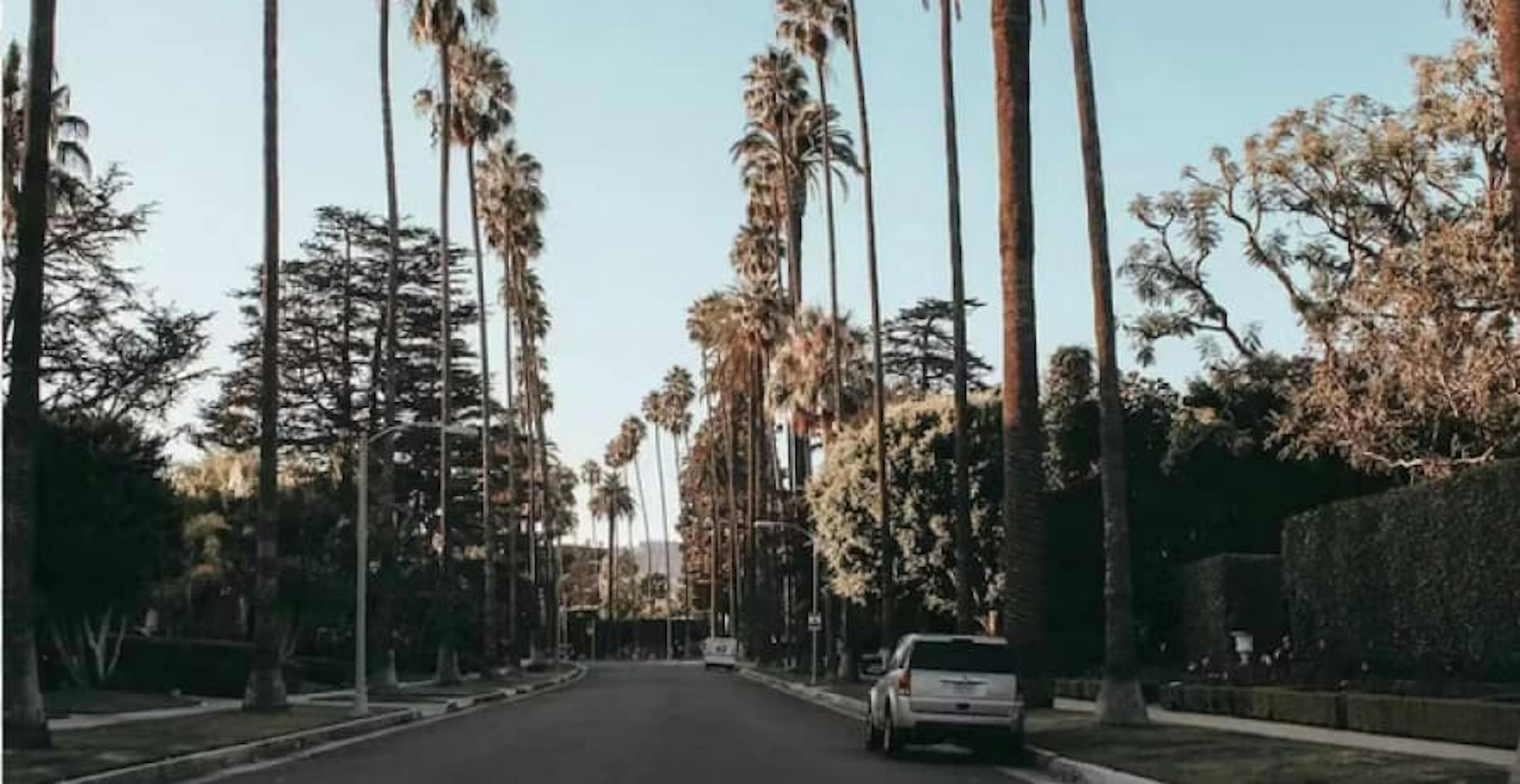 A road with palm trees