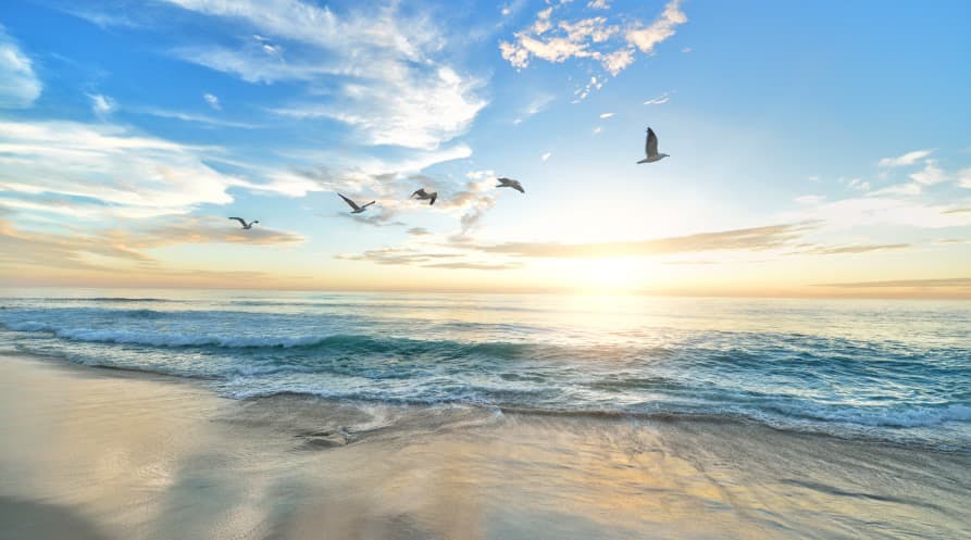 birds flying at the beach