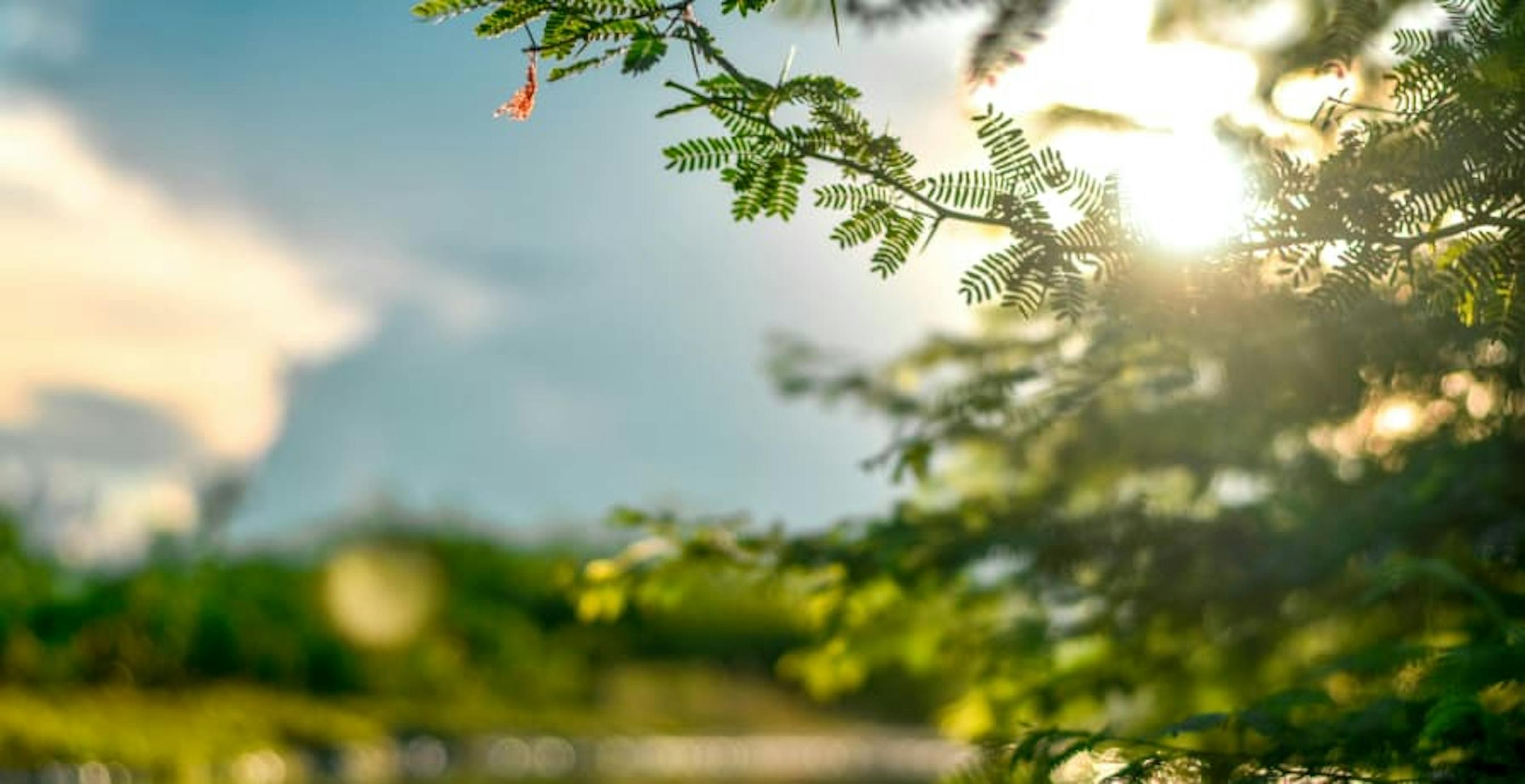 sunlight behind trees