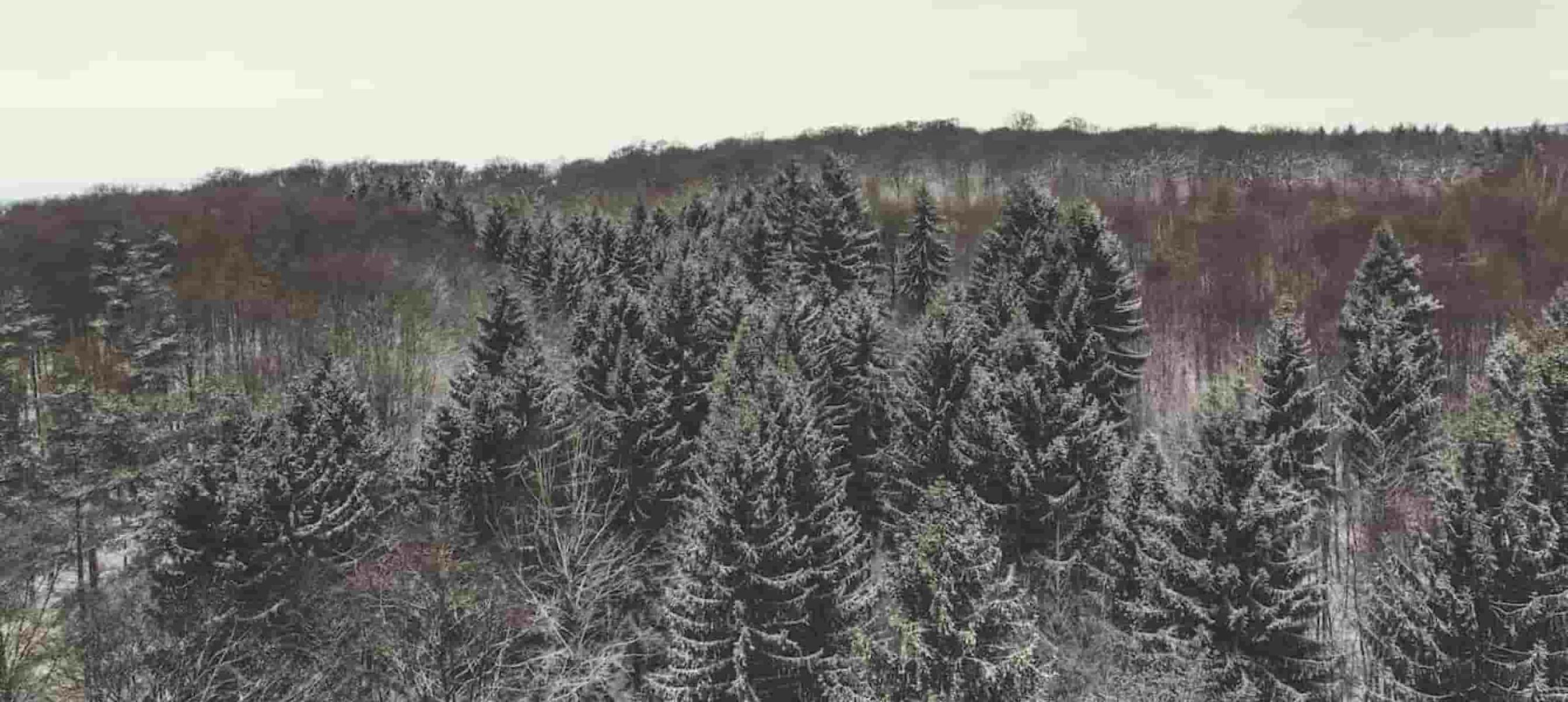 Aerial view of snow-covered trees in the forest