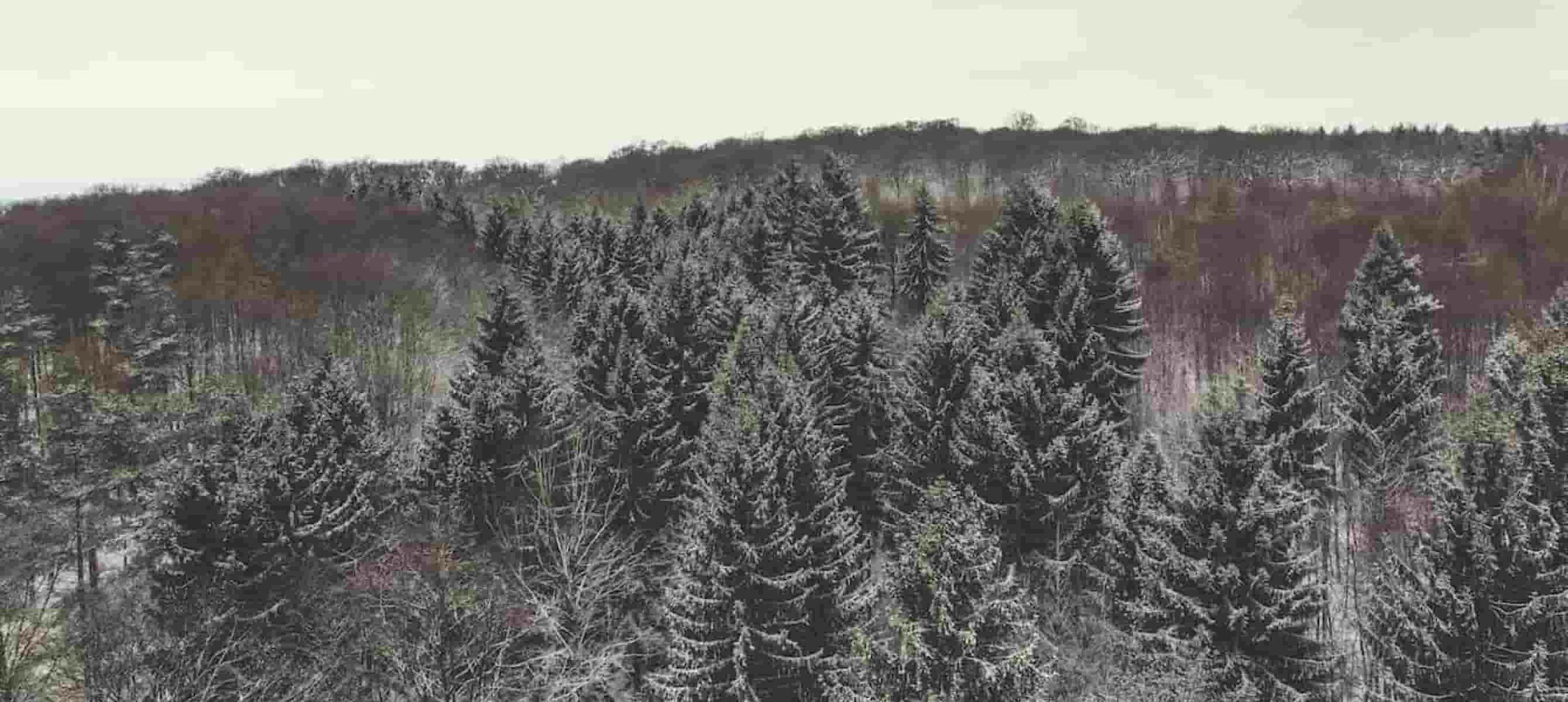 Aerial view of snow-covered trees in the forest