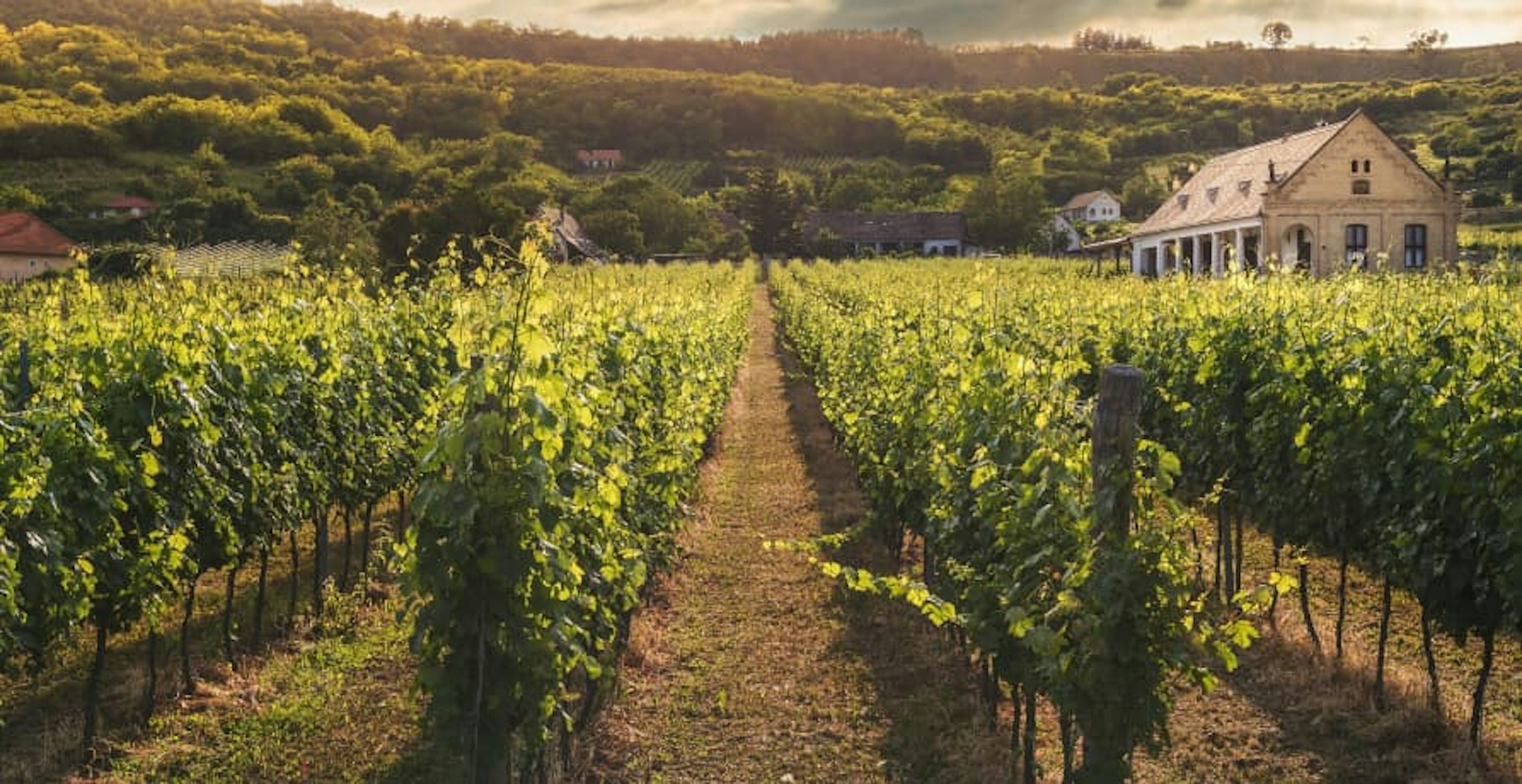 vineyard
