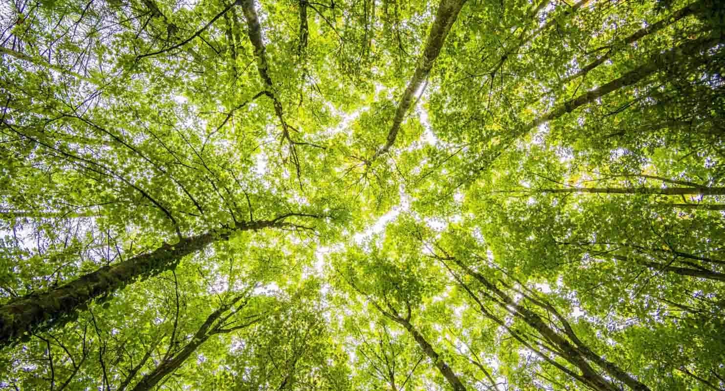 Worm's eye view of forest tree